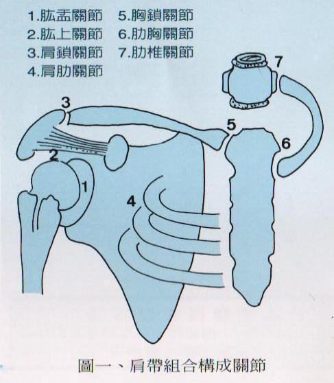 应用解剖  肩关节是由肩肱,肩峰下结构