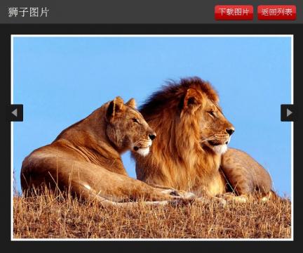 动物世界之狮子图片_360应用宝库