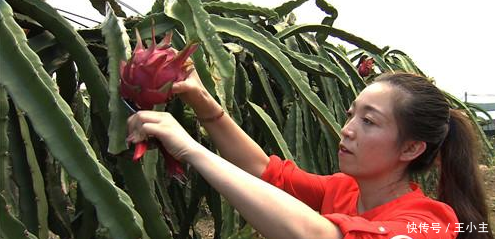 19岁少女种这东西,一年还清了200万巨债,父母