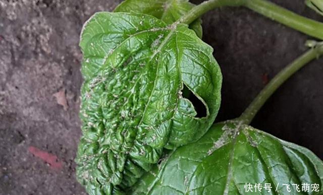 大豆病毒病的症状有哪些 传播途径是什么 种植