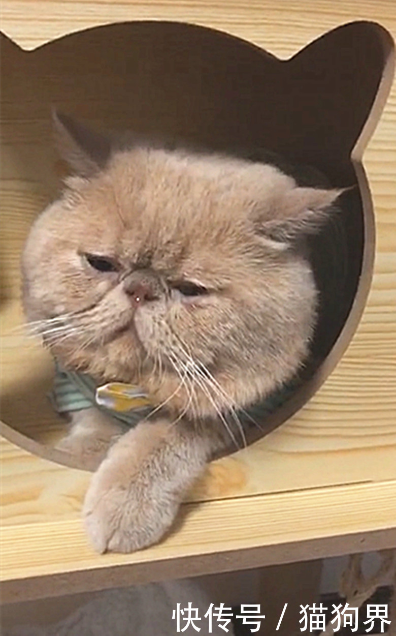 铲屎官:你也太烂了吧,让一母猫打的冒鼻涕泡!猫