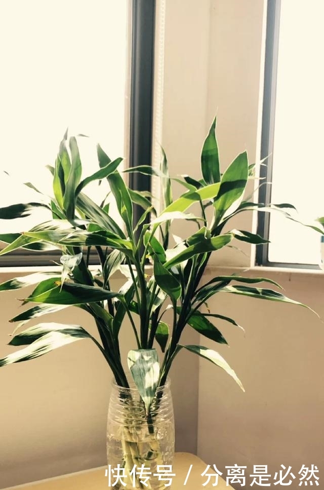 富贵竹几支有讲究吗 t0122a713616a23e26c.jpg