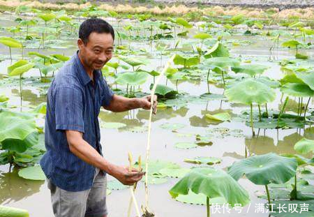 泥塘种植莲藕,但卖藕和莲蓬都不赚钱,值钱的是
