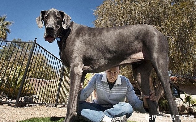 世界上最大的狗,站起来比成年人还要高!