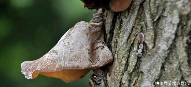 女人经期吃这几种碱性食物,排出子宫污血,暖宫
