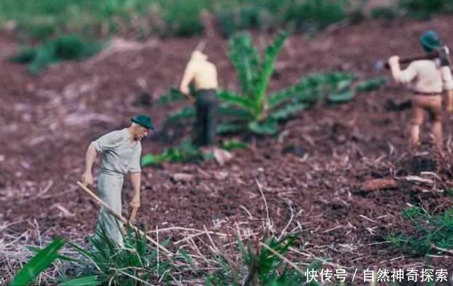 以前这种植物被当成宝，现如今却泛滥成灾，农民叫苦声不绝于耳