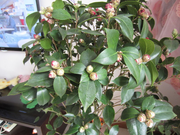 茶花开始掉叶子,杜鹃花都打蔫了图片