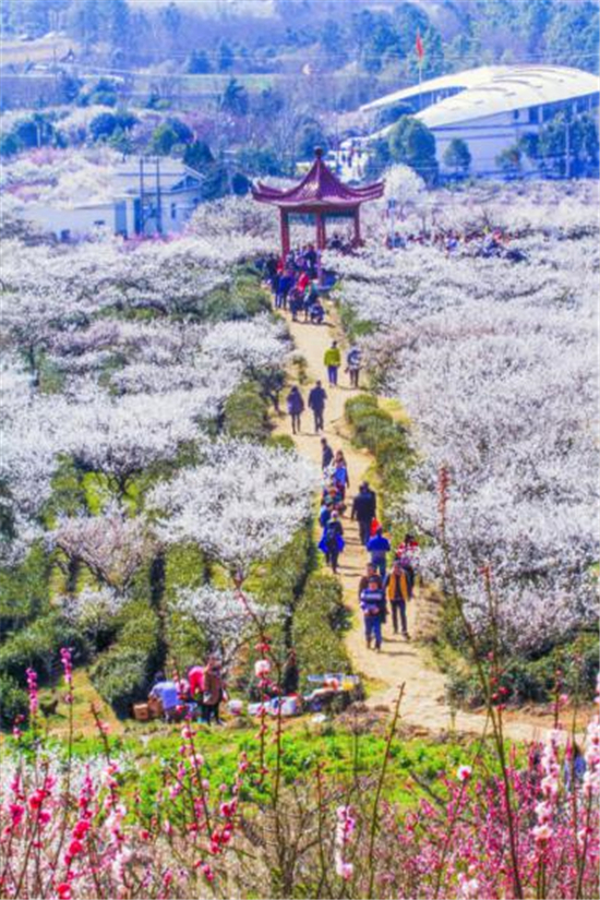 新年第一春 游在溧水傅家边