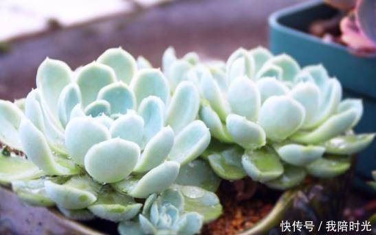 多肉植物什么时间晒太阳最好 澳门凯旋门娱乐平台