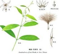 藤 界:植物界 门:被子植物门 纲:单子叶植物纲 目:百合目 科:夹竹桃科