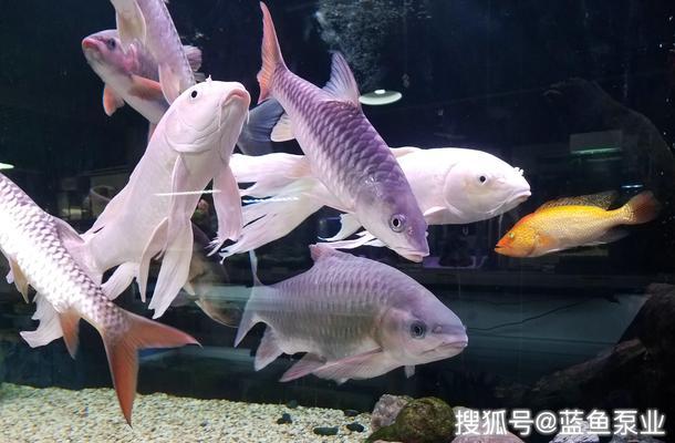 什么石頭放魚缸里好看（什么石頭放魚缸里好看圖片） 其他品牌魚缸