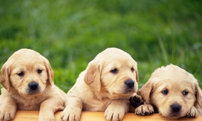 狗狗肚子突然异常变大,医院手术后取出的东西