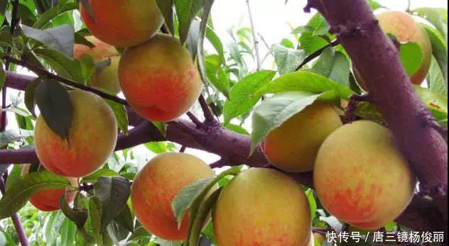 桃子酒的酿制方法-6月新品