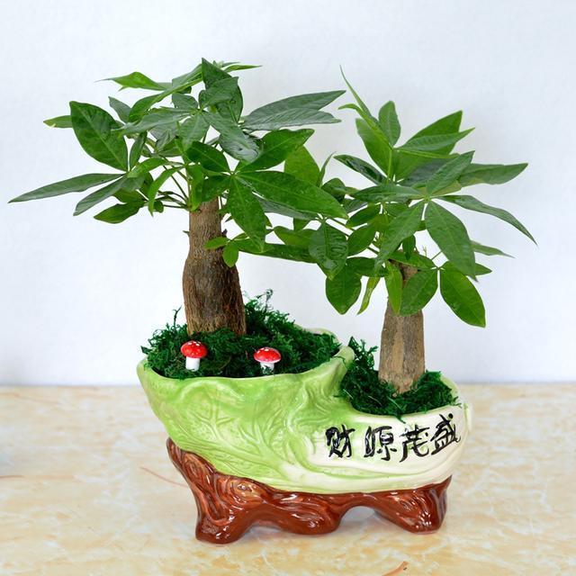 生肖狗旺财植物:发财树