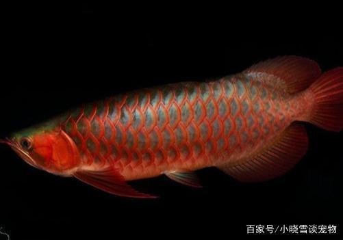 什么藥可以凈化魚缸水質(zhì) 水族問(wèn)答 第2張