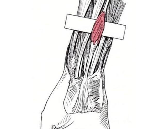 你的手腕有这条筋吗它是上天赐的礼物,全世界