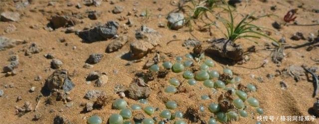 中国游客去非洲旅游, 想去捡地面上的玉石, 导