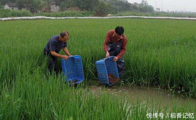 农民在稻田里养它,一水两收,年赚二十万