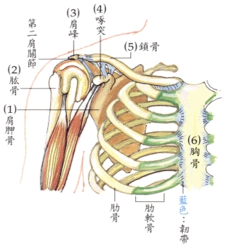 肩胛骨解剖图