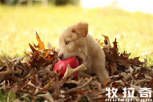 狗狗可以吃零食吗?狗狗吃零食好不好?