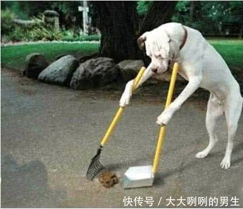 搞笑图片幽默段子笑话狗狗你帮主人打扫卫生呢