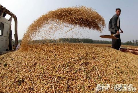 小麦虽不值钱，但河南的哥却横跨千里回乡收麦！原因很感人！