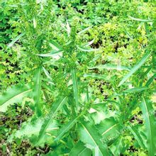解释一 【来源】:为蓼科酸模属植物牛耳酸模rumex nepalensis sp图片