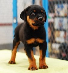 这是法国狼犬的幼犬只是黄色有点多,可能是父母的原因,有可能是个串串