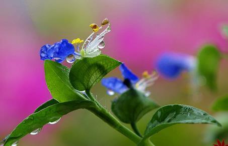 小时候总见到又叫不出名字的野草,终于知道叫