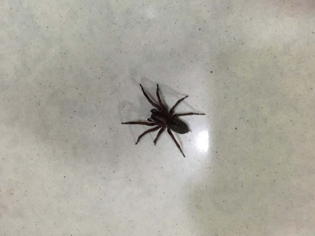 我问问这个蜘蛛有毒 吗 我被咬了