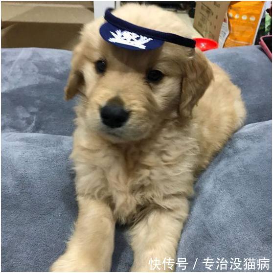 和男友吵架假装离家出走,结果金毛叼着男友的钱包追着我一起跑!