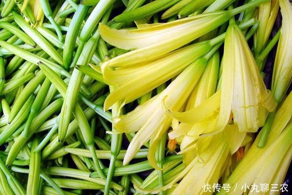 什么是黄花菜凉了 t012fc749a24feef572.jpg?size=600x400