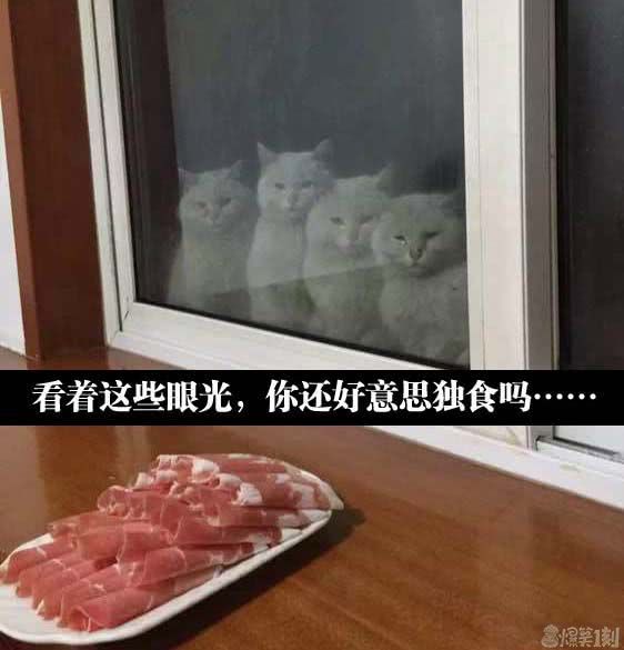 聪明GIF当年课文小学说表情搞笑,这图话筒包举采访乌鸦图片