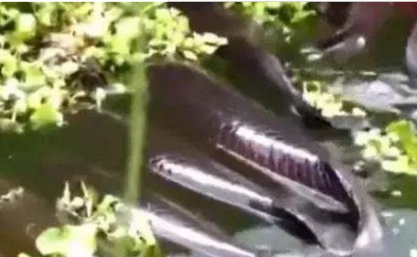 男子在钓鱼时发现神奇鱼种浮在水面, 走近前去