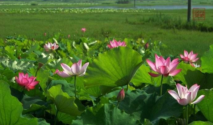 广东这两个冷门旅游景点,消费不贵风景美丽,五