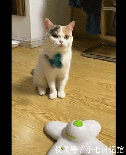 主人买了遥控蝴蝶逗猫玩,结果它却纹丝不动:铲