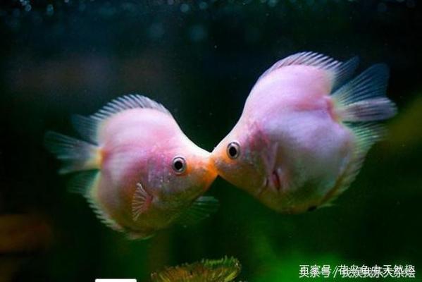 龍魚(yú)腸炎老三樣有用?。堲~(yú)腸炎老三樣可以嗎）