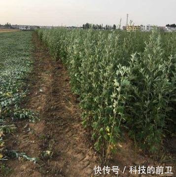 艾草什么时候收割好一年收割几次