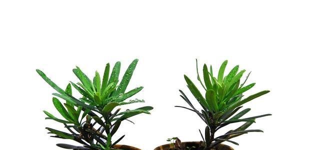 种棵罗汉松, 招财又长寿, 嫌太贵自己种, 一根枝