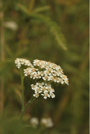 植物界 纲:双子叶植物纲(dicotyledoneae) 植物信息 种中文名:云南蓍图片