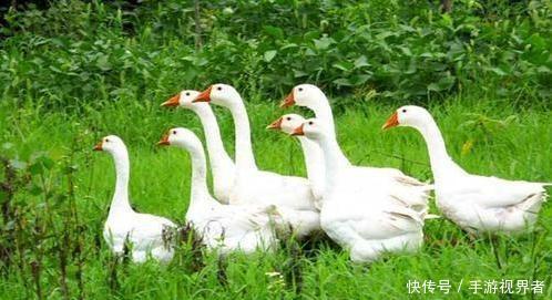 正规养鹅包回收厂家