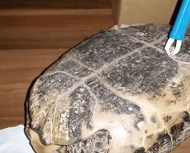 男子下班发现乌龟离奇死亡,看到乌龟身上的白