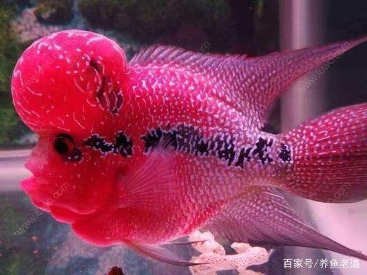 金龍魚的品種怎么分（金龍魚的品種怎么分辨）