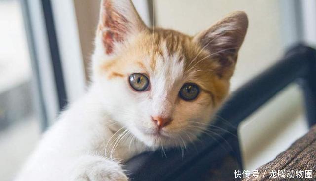 养一只中华田园猫是什么样的体验?