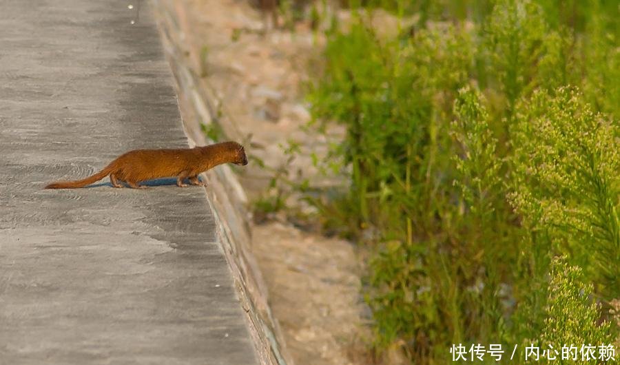 民间故事黄鼠狼半夜骂街,真蹊跷,都是老汉惹