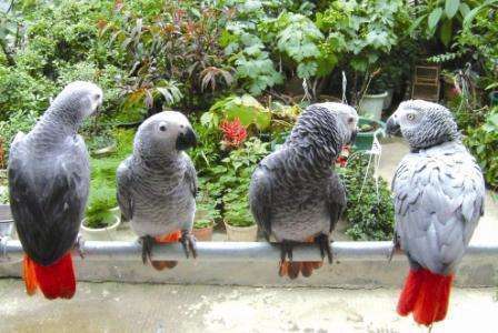 怎么教鹦鹉说话简单 t0139e72b8ec583cce1.jpg