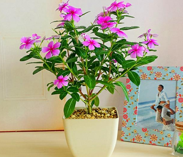 阳台光照强,不知道养什么花?试试这几种,越晒