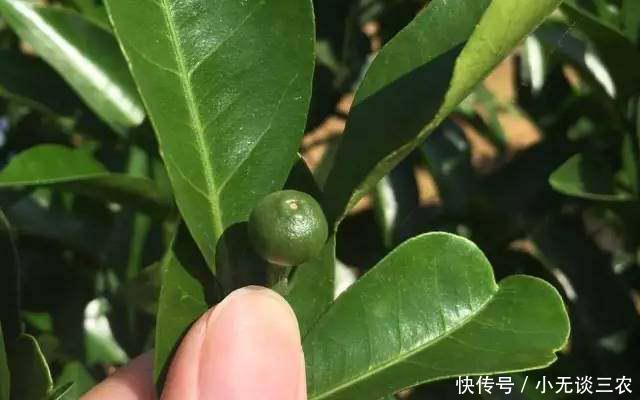 柑橘幼果期除草容易沾染药害,如何防范才能避