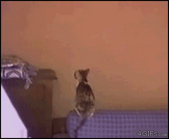 搞笑gif: 堪称世上最强背影杀手? 哥们你是来搞笑的吧