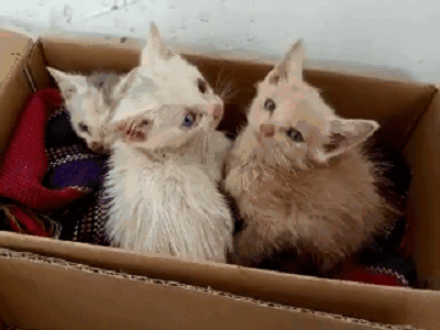 2c410000e98fe84b786e